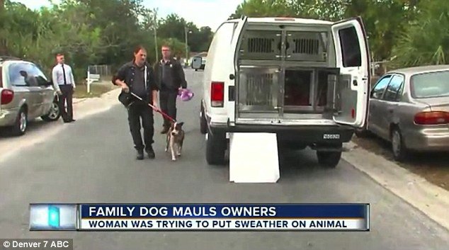 Hillsborough County Animal Control currently has the dog. Eddy Durkin with Tampa Police said: 'When they Tasered the dog, it was still pulling away and was able to release the prongs from the Taser' 