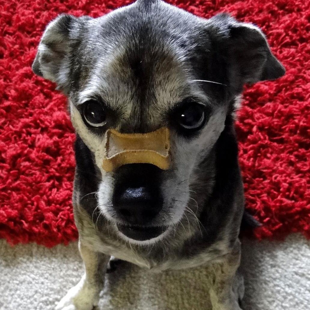 Dog with biscuit on its nose