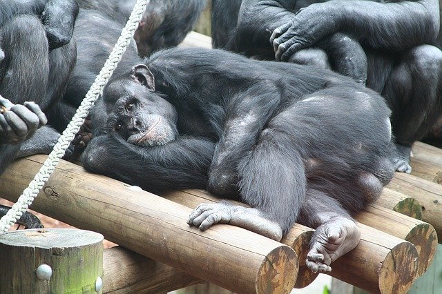 resting chimps