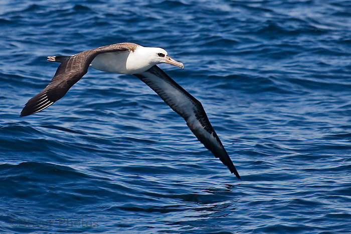 Click to enlarge Laysan Albatross