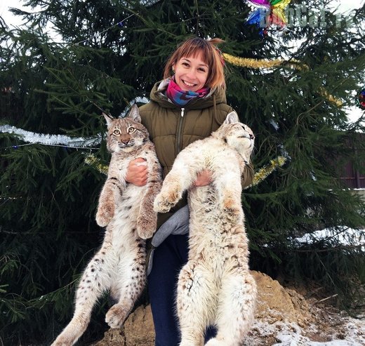 Click to enlarge Cats