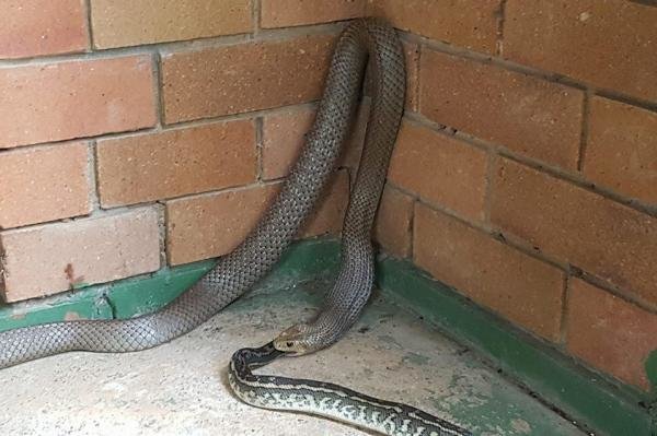 Snakes