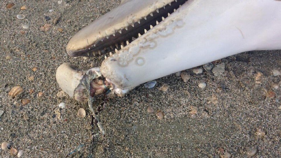 Dead dolphin