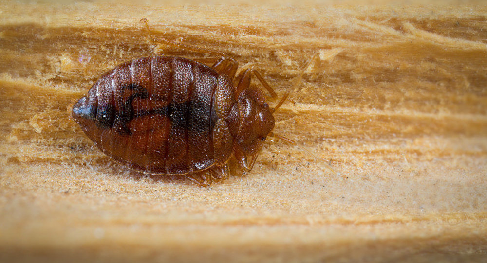bed bug