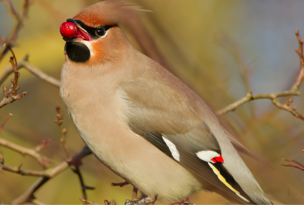 Waxwing