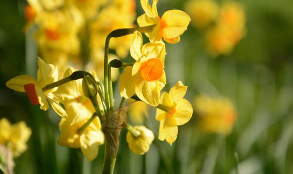 Daffodil blooms to flower in middle winter UK 2017