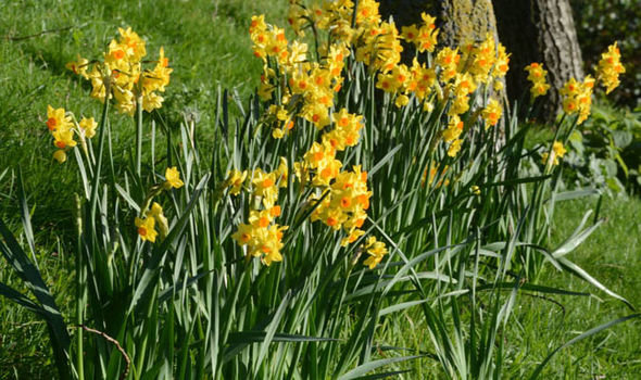 UK: Daffodils blooming in the middle of winter 2017