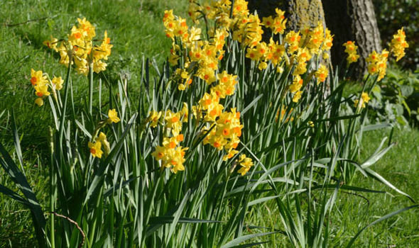 Click to enlarge UK: Daffodils blooming in the middle of winter 2017