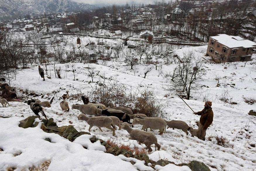A shepherd at a snow-clad field during light snowfall on the outskirts of Srinagar on 5th January, 2016. 