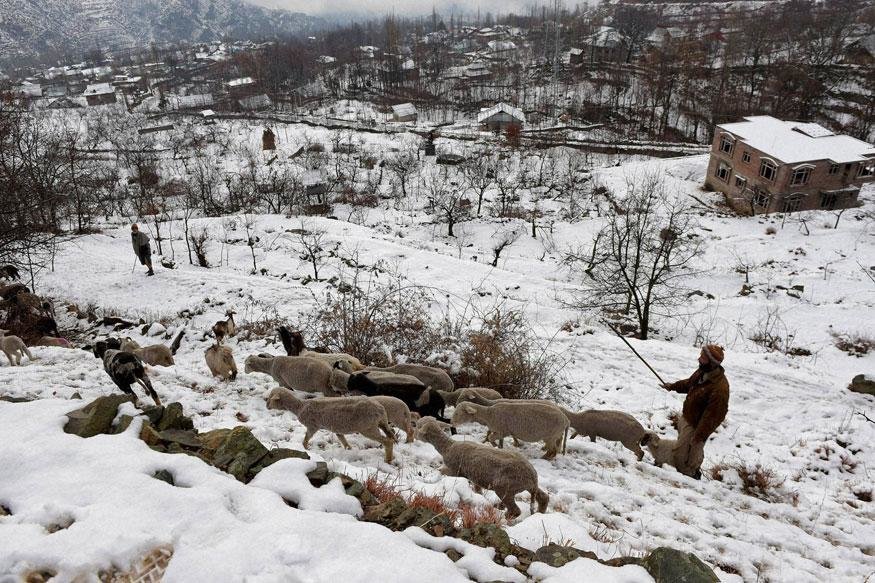 A shepherd at a snow-clad field during light snowfall on the outskirts of Srinagar on 5th January, 2016. 