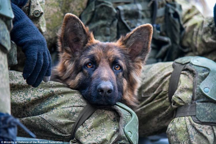 Click to enlarge russian bomb detection dog aleppo
