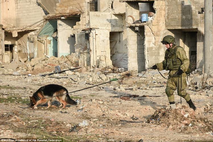 russian bomb scanning dog aleppo