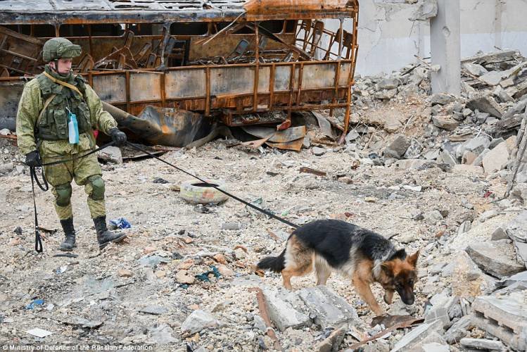 Click to enlarge russian bomb detection dog aleppo