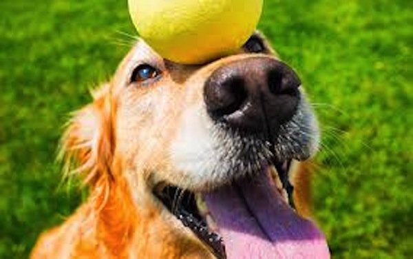 doggie gadgets 