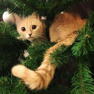 Cat on christmas tree