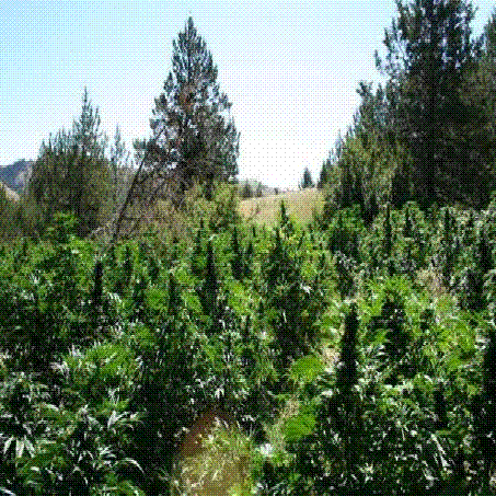 outdoor marijuana