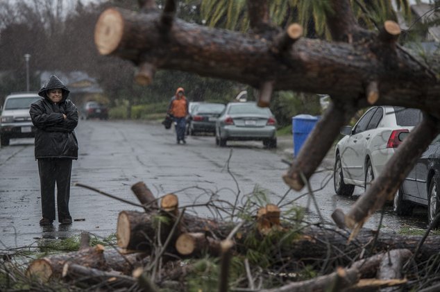 Click to enlarge Rosie Salazar stands on Amapola Street after alerting neighbors that a tree had fallen and crushed two cars Sunday, Jan. 8, 2017, in Sacramento, Calif.
