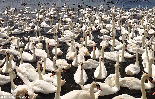 Click to enlarge Up to 80 wild swans at the Abbotsbury Swannery in Dorset have died after a bird flu outbreak