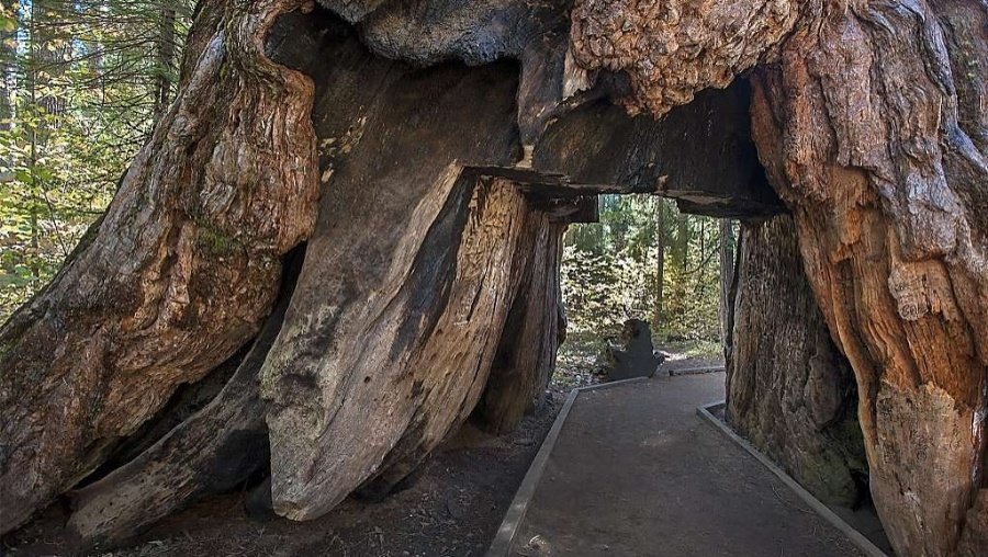 Click to enlarge Pioneer Cabin Tree