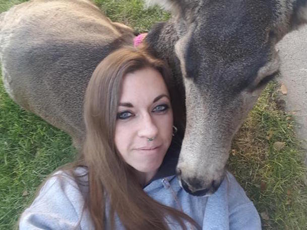 pet deer killed