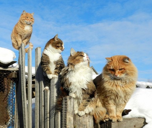 Click to enlarge cats in snow