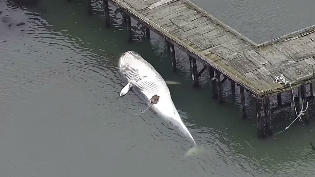 Dead whale towed to Angel Island