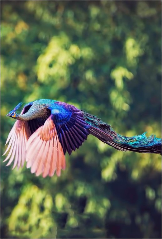 Click to enlarge Flight peacock