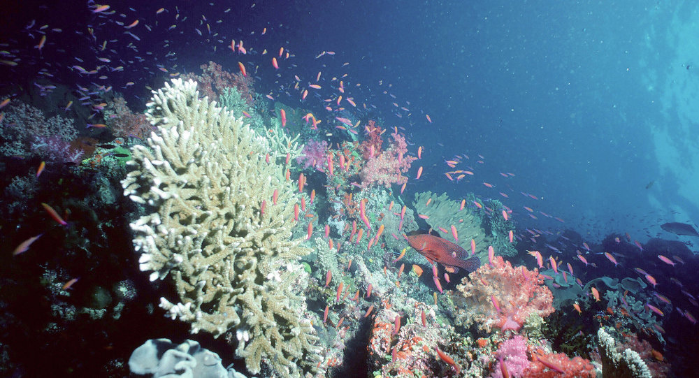 Click to enlarge Fish in coral reef