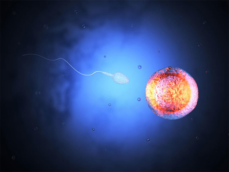 Click to enlarge sperm and egg