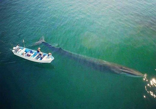 Click to enlarge Whale