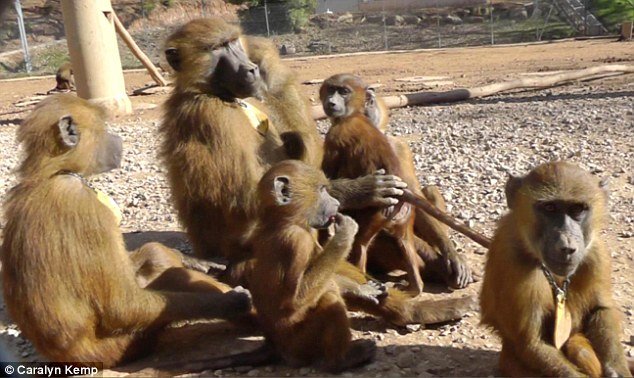 baboons