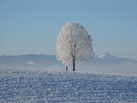 Click to enlarge Snow tree