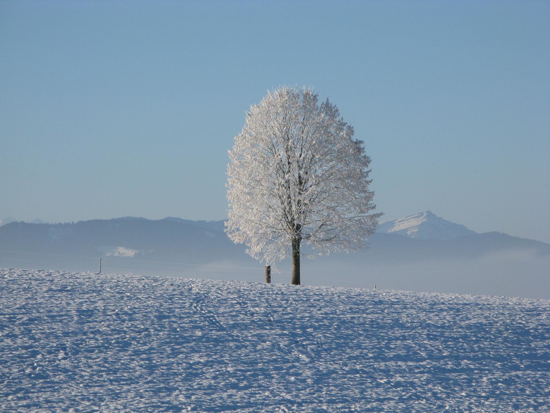 Click to enlarge Snow tree