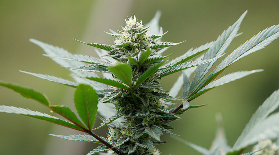 Click to enlarge marijuana plant