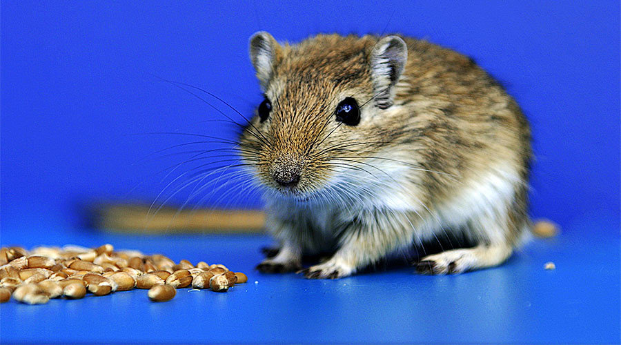 Mouse