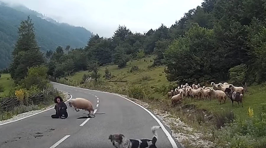 Sheep attacks Sheperd