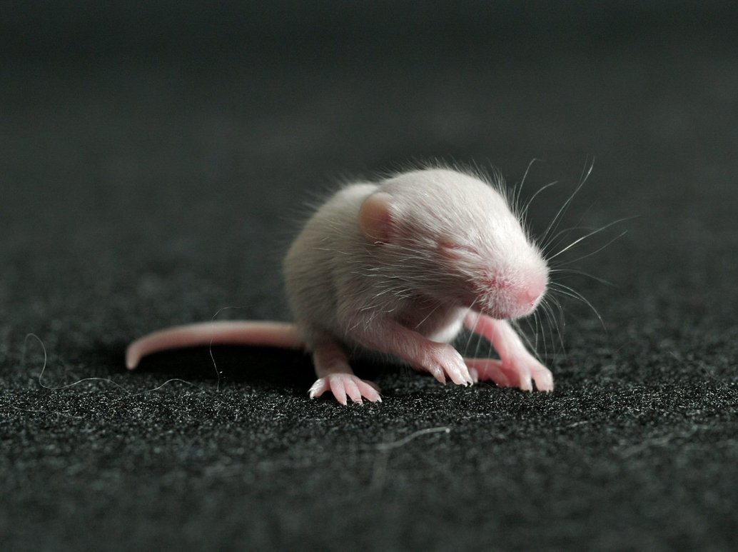baby mouse