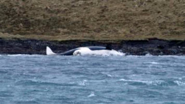 Dead orca: Marine experts hope to study corpse. 