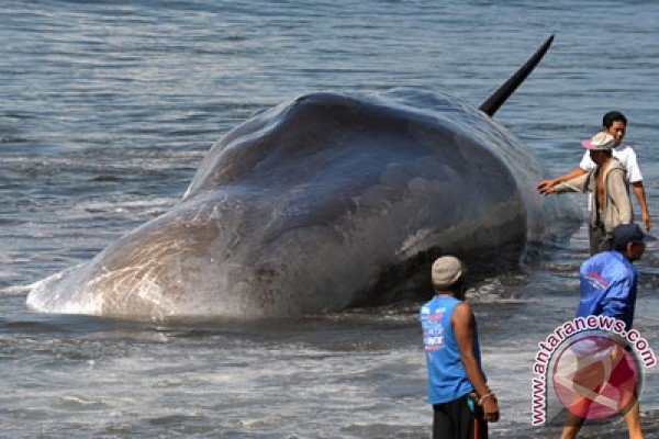 Photo document of whale stranded in Batu Tumpeng, Klungkung, Bali, on Monday (Jan. 14th, 2016). 