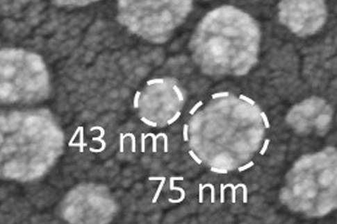 Exosomes