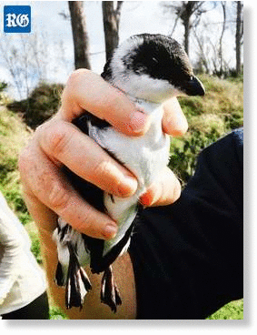 Click to enlarge Dovekie