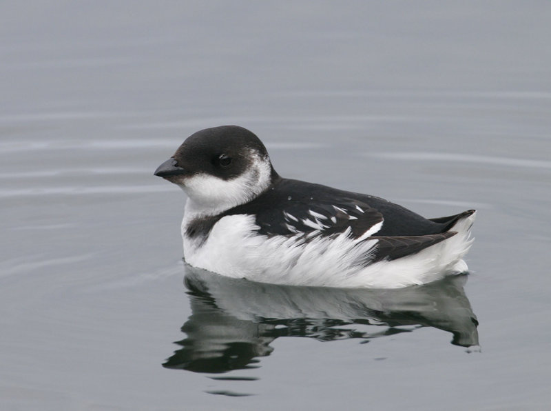 Click to enlarge Dovekie (Little auk)