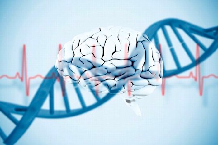 Click to enlarge brain and genome