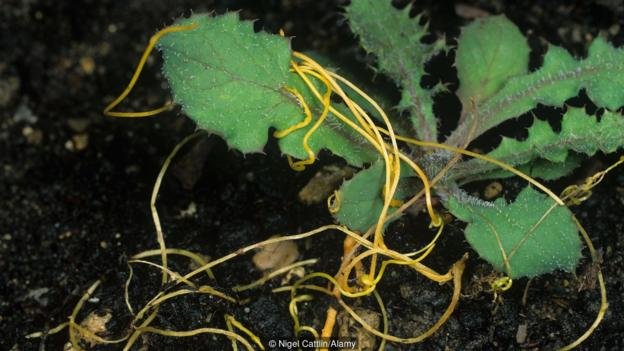 Click to enlarge plants