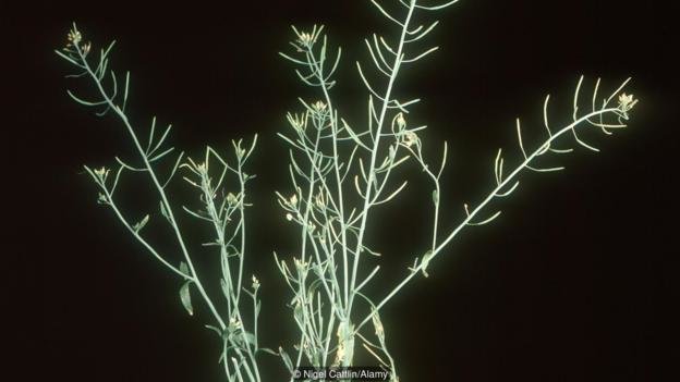 Click to enlarge Thale cress