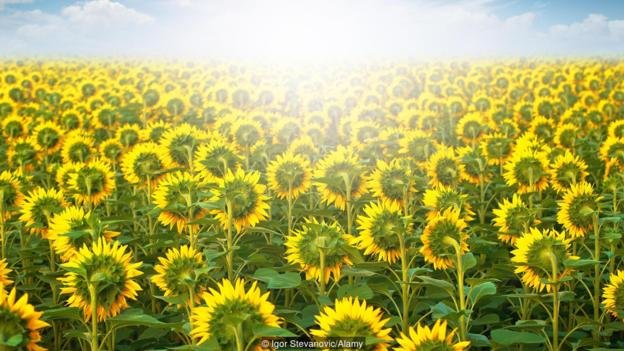 Click to enlarge sunflowers