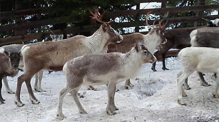 A group of reindeer