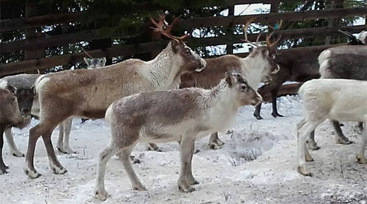 Norwegian school takes five-year-old children to see reindeer being slaughtered