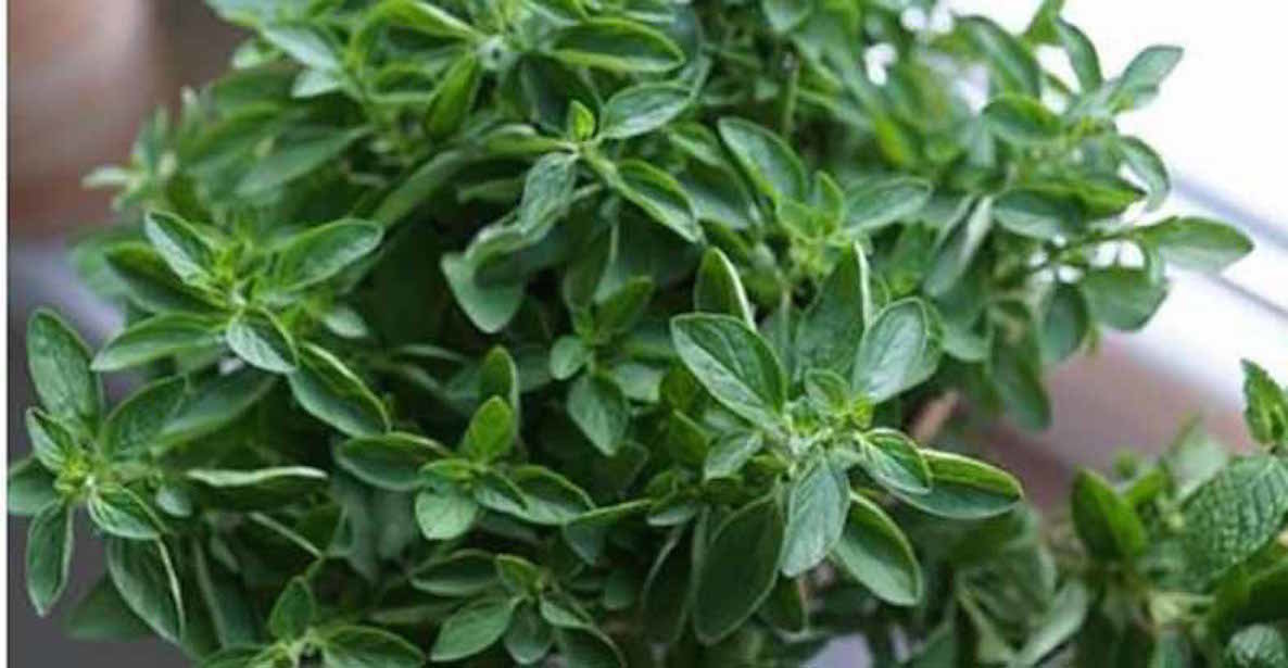 Click to enlarge oregano tea