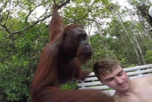 Selfie with Orang Utan